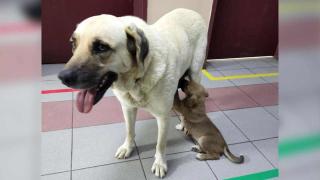 Sahipsiz köpek, yavrusunu emzirmek için saatlerce kliniğin kapısında bekledi
