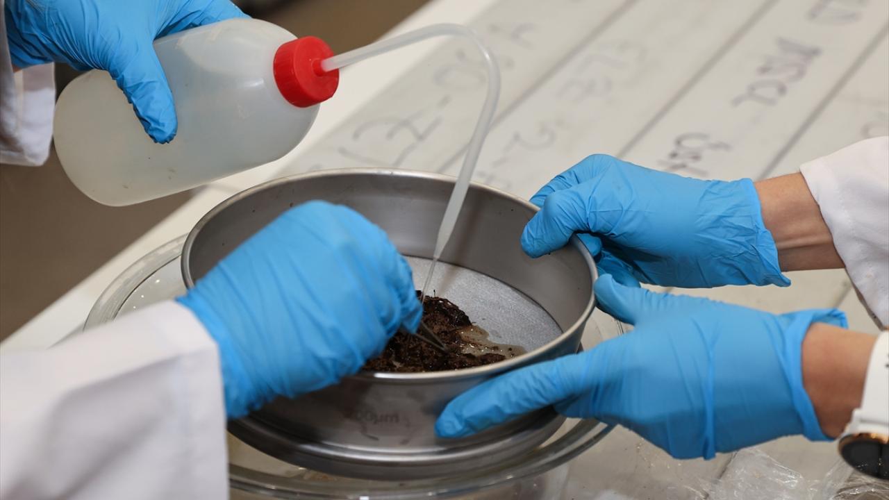 "Bitki göçünün etkilerini belki 100 yıl sonra göreceğiz"