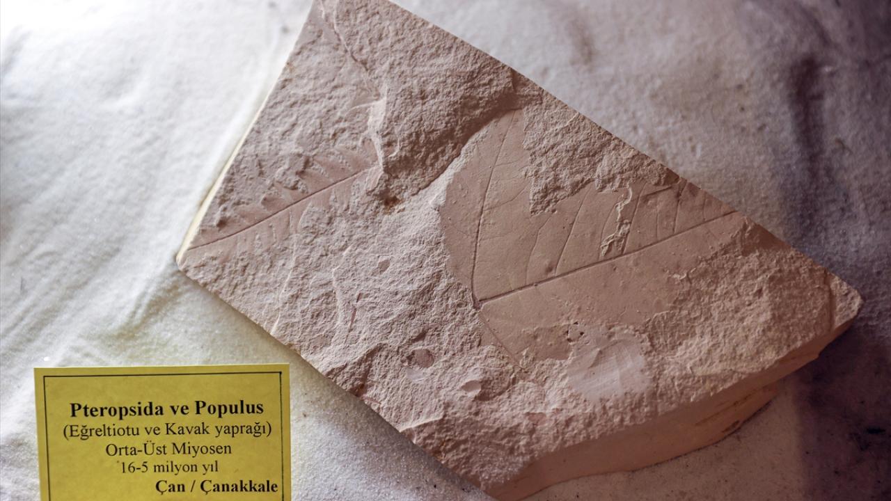 "Babadağ akçaağacı, Liquidambar gibi nesli tehlike altında olan türlerden biridir"