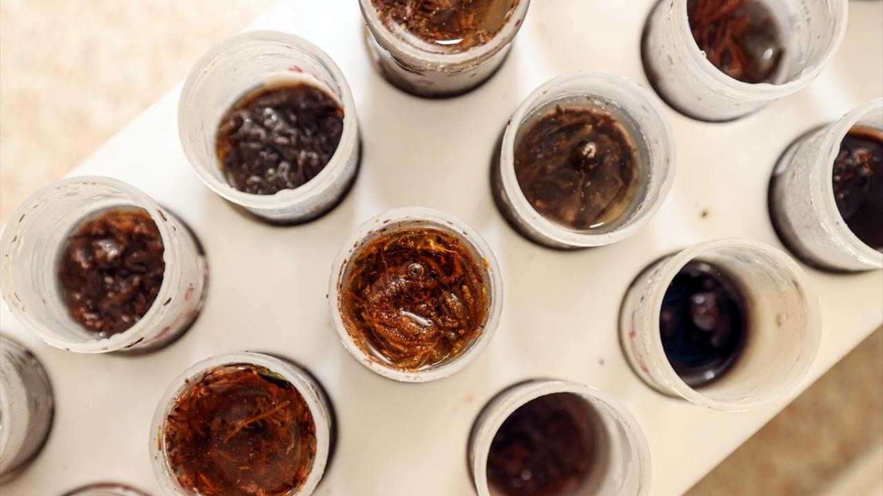 "Ağaçlarla birlikte kuşlar da göç ediyor"