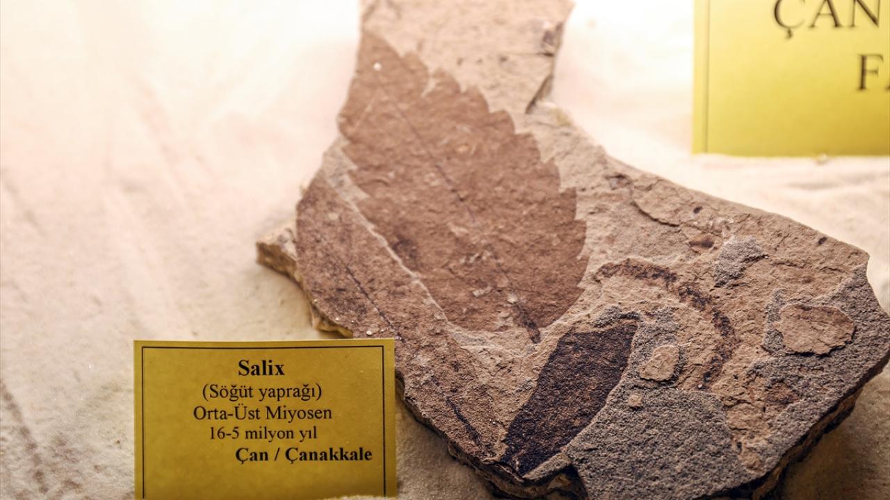 "Bitkilerin Avrupa`nın kuzeyine göç ettiği gözlemlenmiştir"