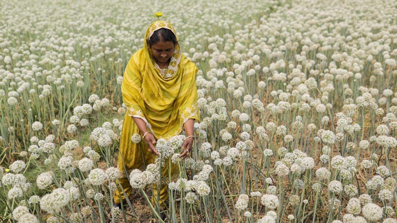 Bangladeşli kadın girişimci soğan tohumlarından kazanç elde ediyor