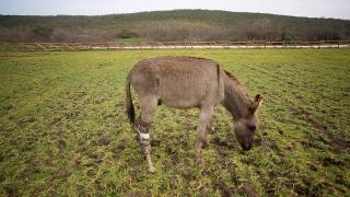 Emektar dostlarımıza vefa yuvası: Emekli Hayvanlar Çiftliği