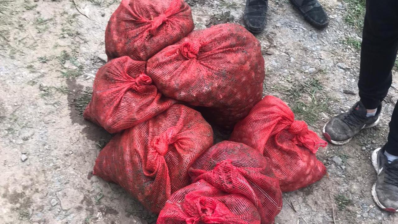 Kaçak toplanan 1 ton kum midyesi ele geçirildi