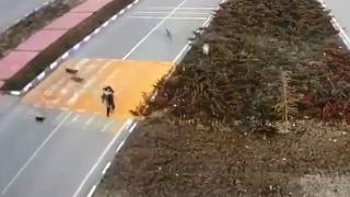 Sahipsiz köpekler kız öğrenciye saldırdı