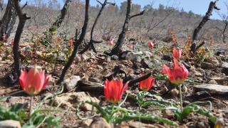 Yanan ormanlık alanlar dağ laleleriyle renklendi