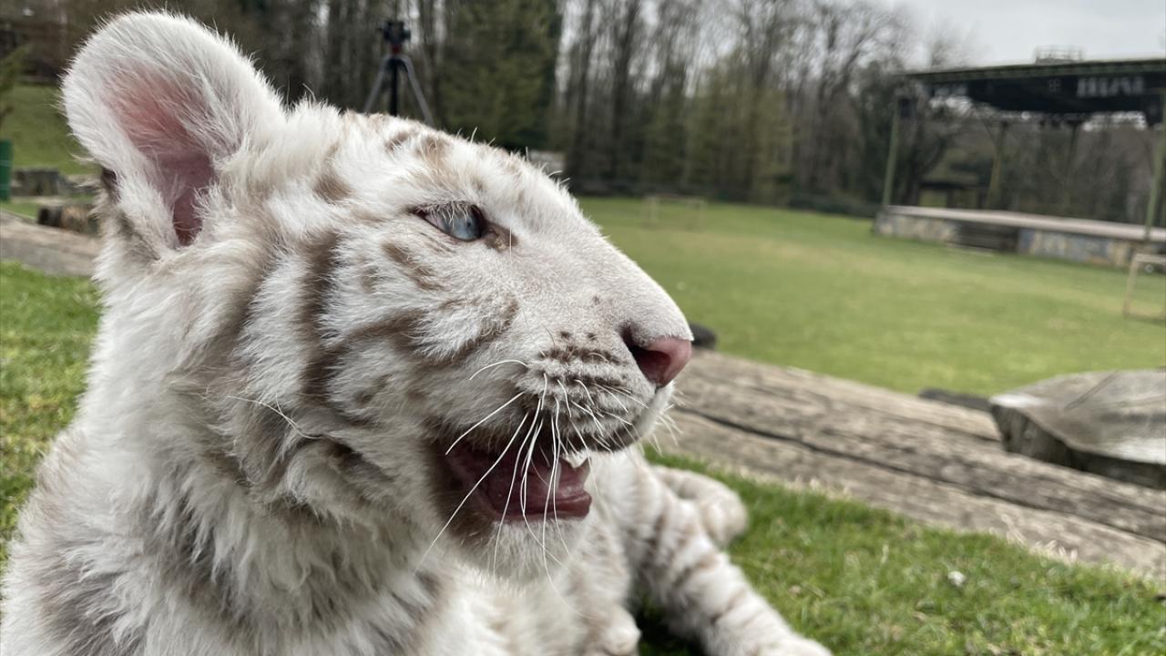 "Tahminen 4-5 aylıktır"