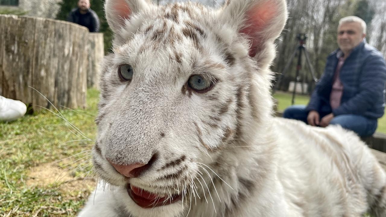 "Çok çok ender bulunan bir hayvan"