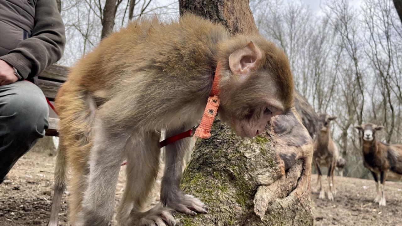 "Makak maymunları tehlikeli olabiliyor"
