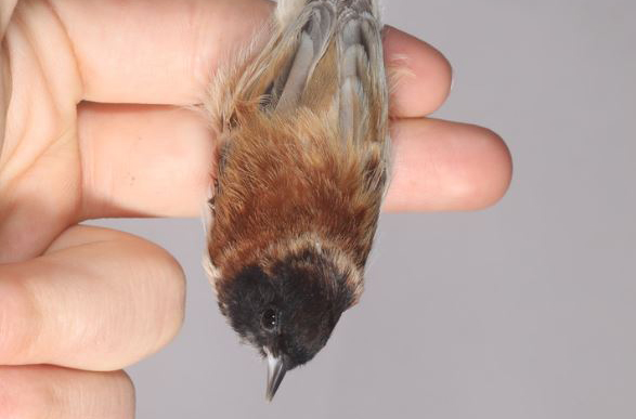 "8,9 gram ağırlığında"