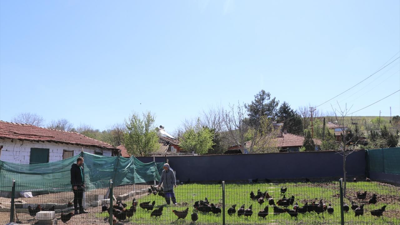 Köylü kadınların hayatı gezen tavuk projesiyle değişti