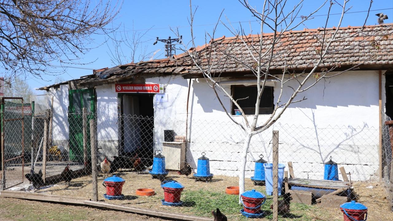 Köylü kadınların hayatı gezen tavuk projesiyle değişti