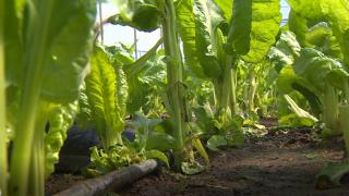 İstanbul'un verimli toprağı