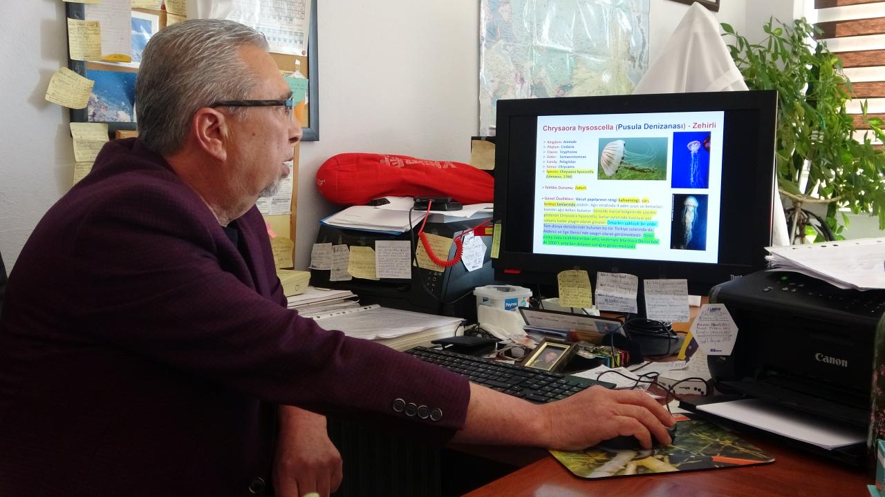 "Marmara Denizi`nde üreme şansları arttı"