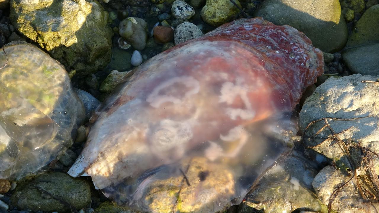 "Tentakülleri yapışkan kapsüllerle dolu"