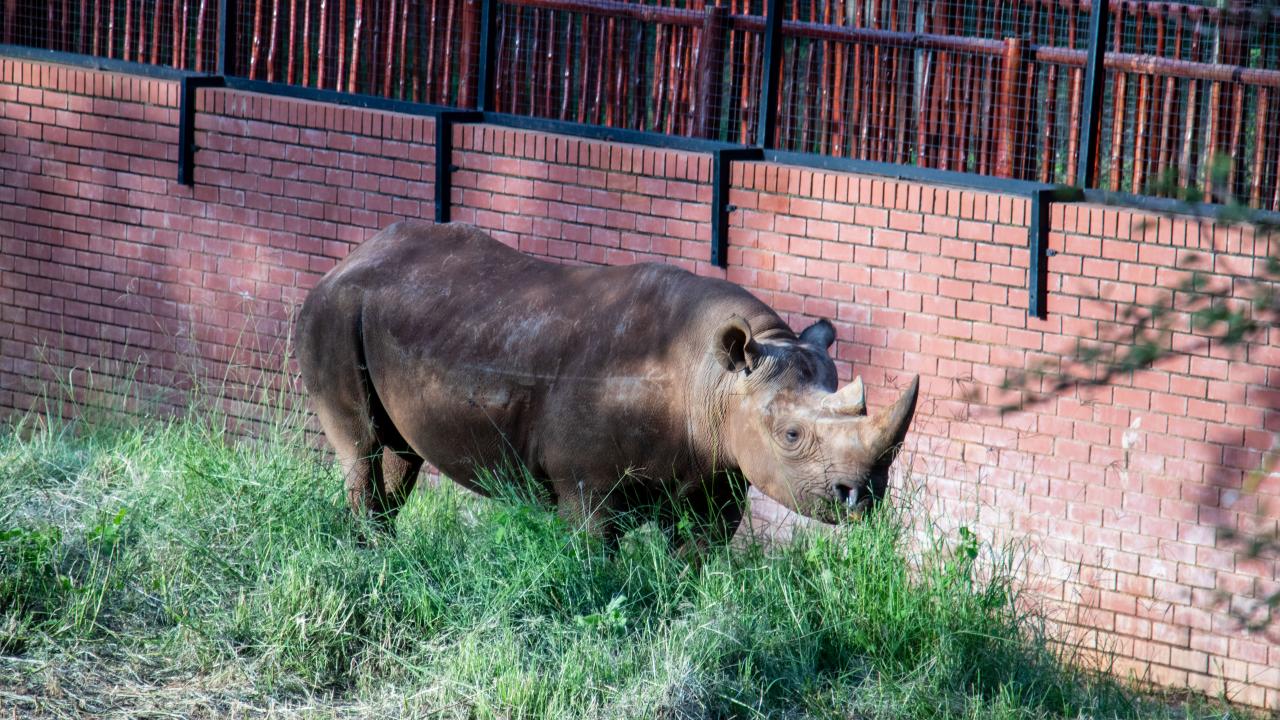 Güney Afrika siyah gergedanların çoğunluğuna ev sahipliği yapıyor