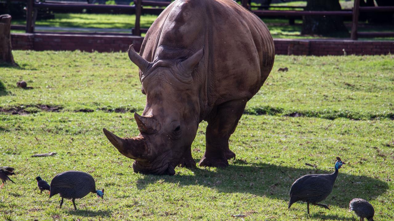 Kaçak gergedan avcıları 52 yıla varan hapis cezalarına çarptırılıyor