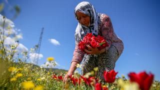 İzmirli kadınlar Hollanda'ya lale gönderiyor