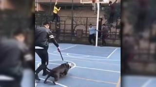 Pitbull'la şaka basketbol sahasındaki çocuklara dehşeti yaşattı