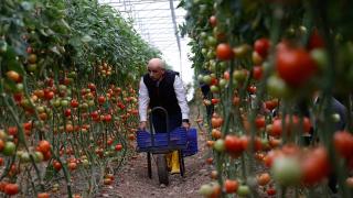 Bakan Kirişci çiftçilerle buluştu, domates topladı