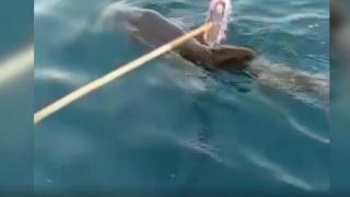 Misinaya dolanan yunusu balıkçılar kurtardı