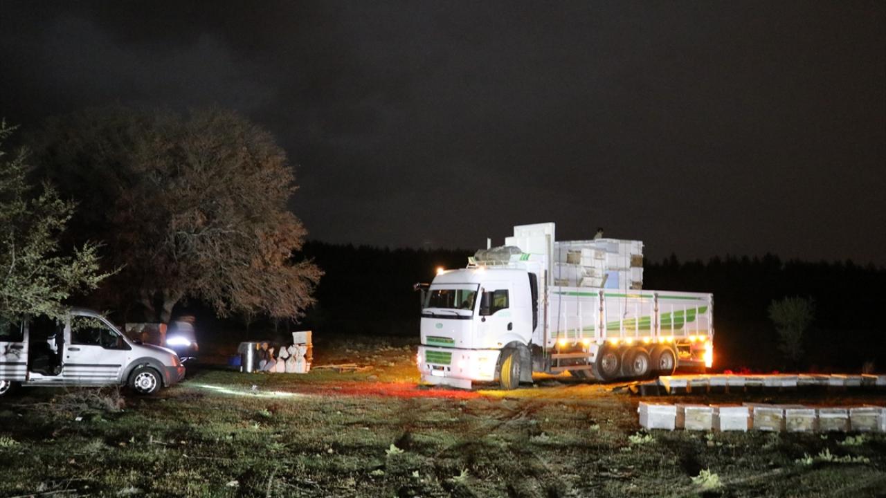 "Türkiye dünyanın çam balı üretim merkezi"
