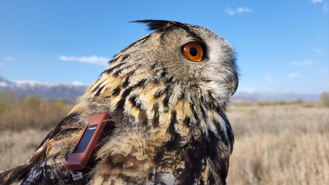 "Genellikle dağlık arazileri, ormanları ve kayalıkları tercih ediyor"