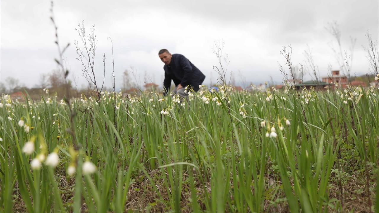 "Doğadan sökmenin cezası 112 bin lira"