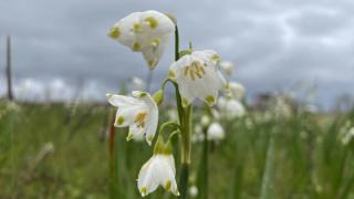 Endemik bitki 'göl soğanı' Samsun'da özel izinle üretiliyor