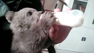 Bitkin halde buldukları yavru ayıyı biberonla beslediler