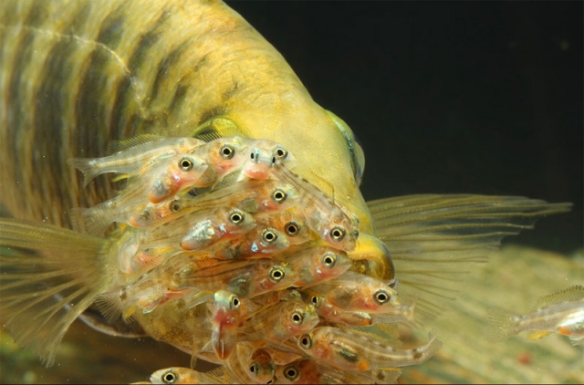 Yavrularını ağzında taşıyor | TRT Haber Foto Galeri