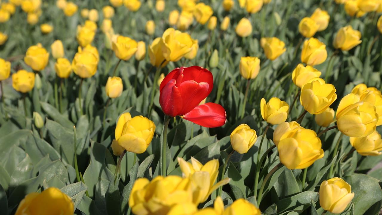 Hollanda'nın rengarenk lale tarlaları