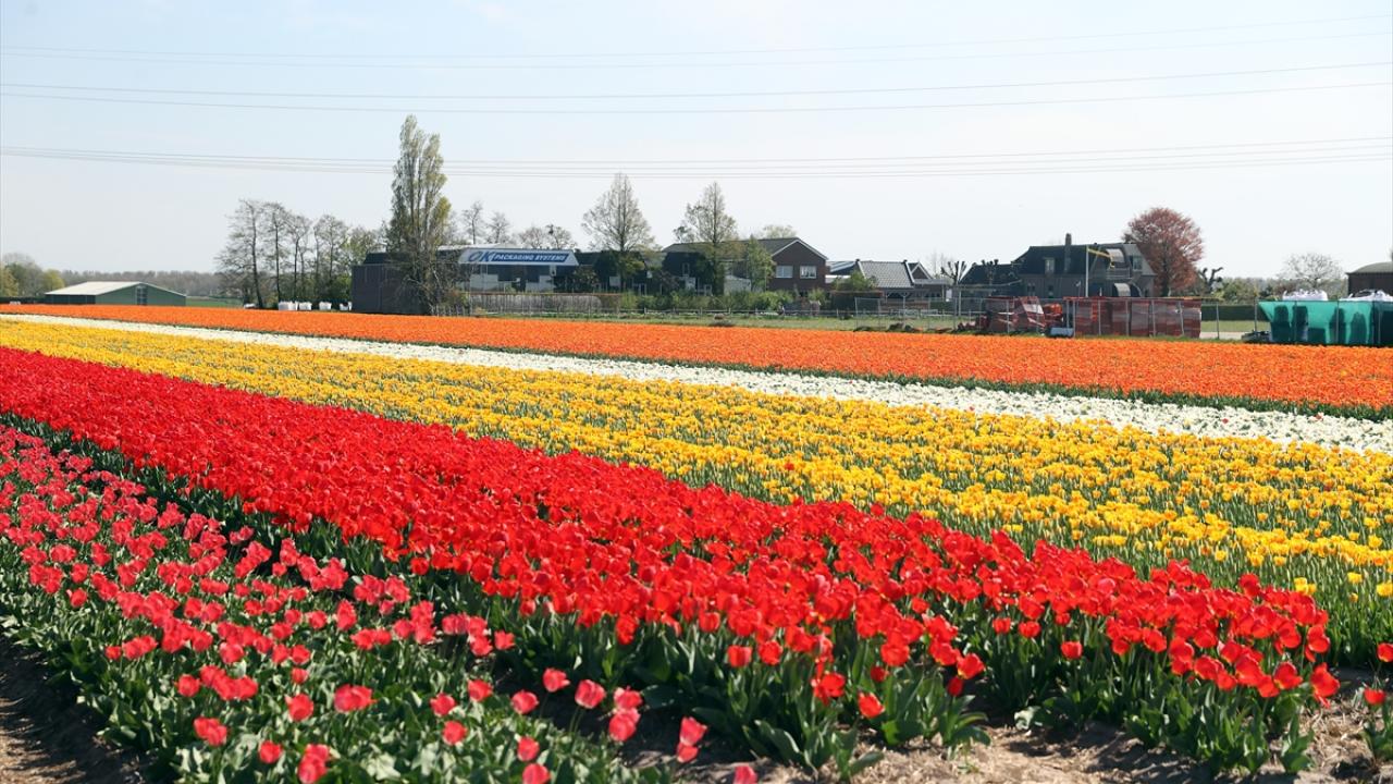 Hollanda'nın rengarenk lale tarlaları
