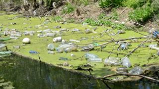 Edirne'de bulunan Bayır Deresi çöple kaplandı