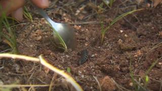 Çam ağaçlarına biyolojik kalkan: Avcı böcekler