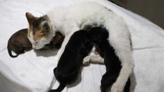 Yavrularını kaybeden kedi, yavru köpeklerin sütannesi oldu