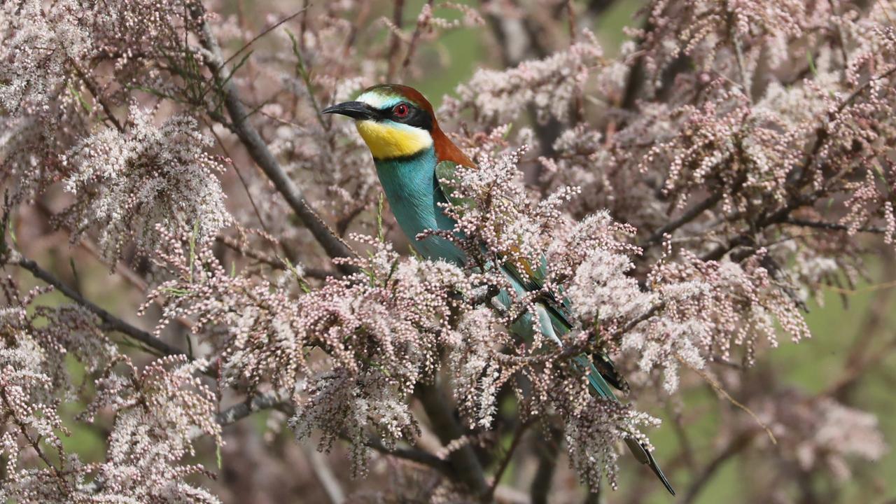 Sonbahara kadar Edirne`de kalacak kuşlarda yuva telaşı