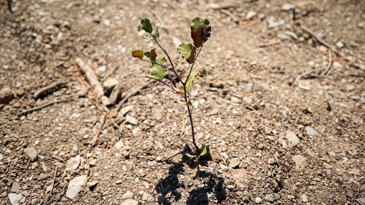 Sonbaharda 700 hektara fidan dikilecek