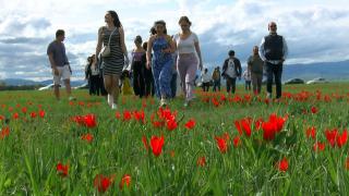 Muş Ovası kırmızıya boyandı