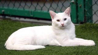 Van kedisinin farkı: Van mührü