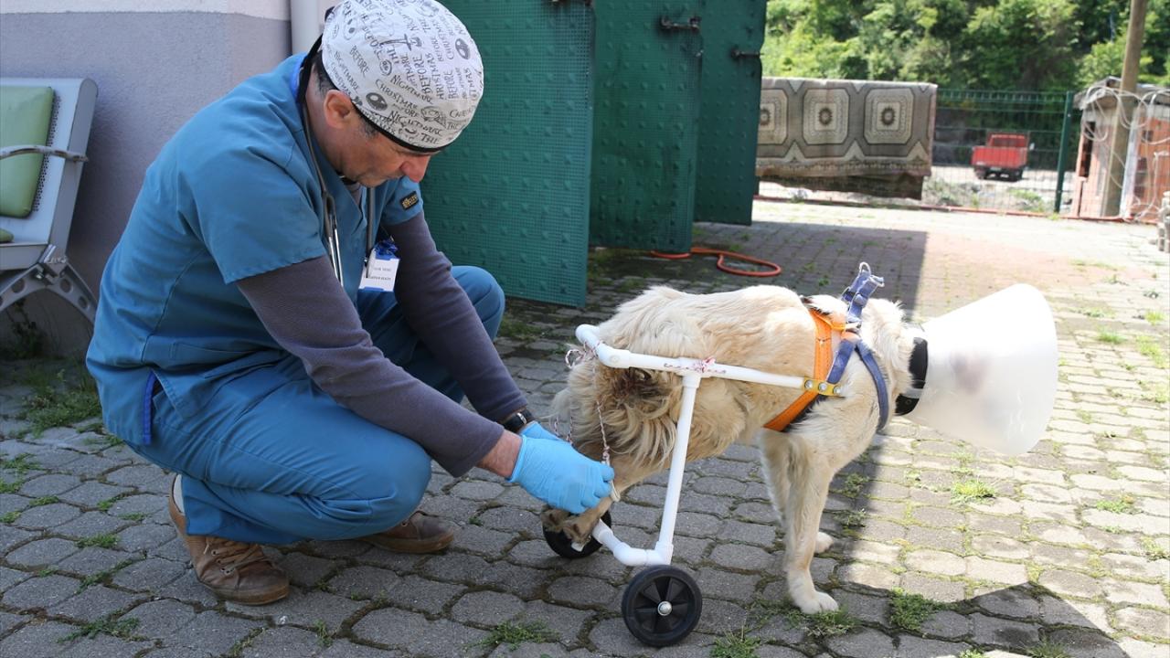 "Mükemmel bir aparat olmadı ama en azından yürümesini sağladı"