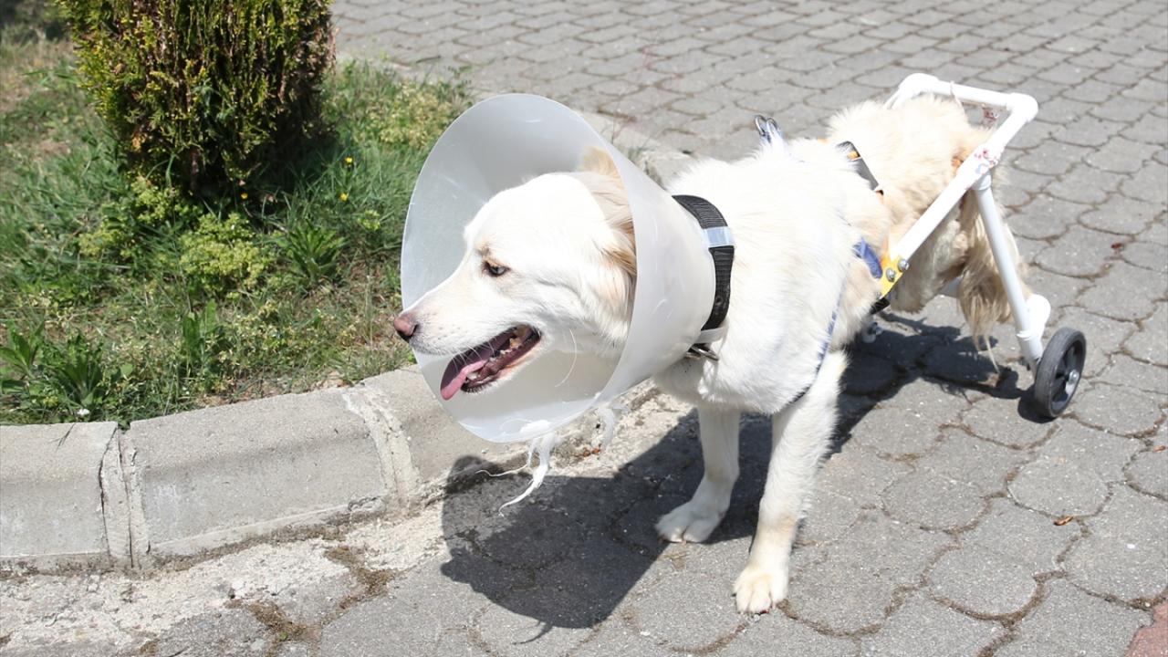 "Birden hızlı koşmaya başladı, yakalamak için biz de peşinden koştuk."