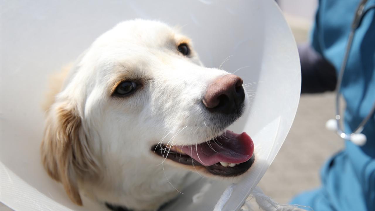 "Aile ortamı Beyaz`ı daha mutlu eder"