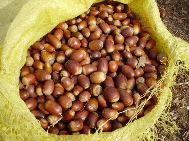 1 milyon 747 bin 600 adet fidan dikimi gerçekleştirildi