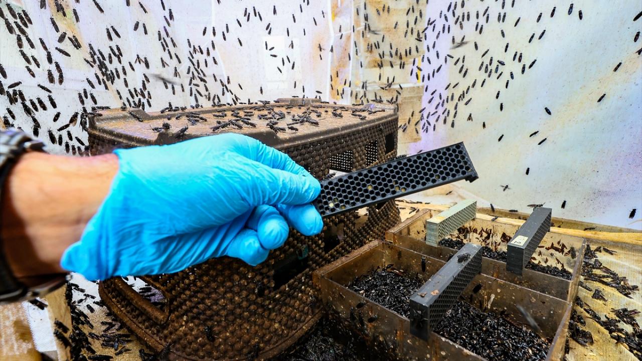 'Sinekten' kozmetik hammaddesi üretildi