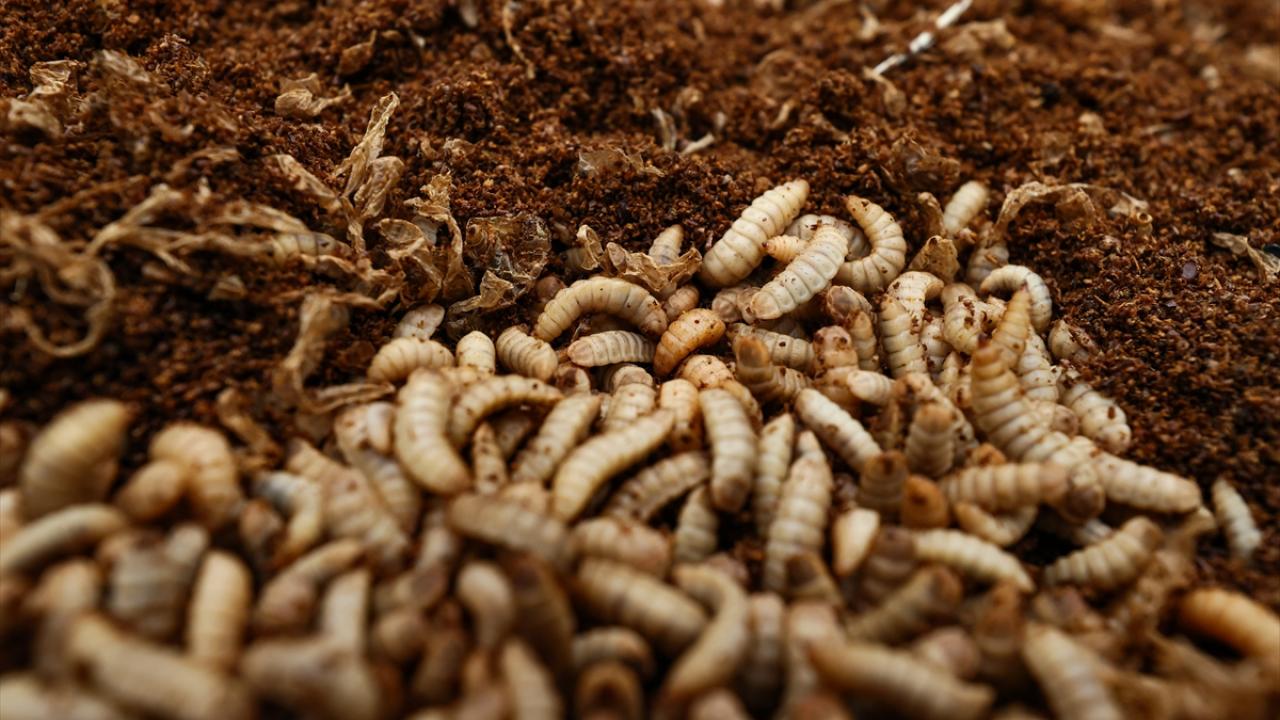 "Hindistan cevizi yağına eş oranda laurik asit içeriyor"