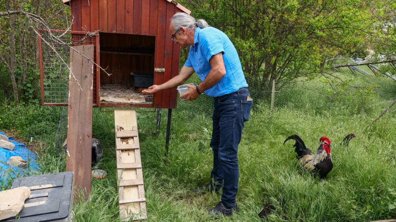 "Tavuk ve balık yemi olarak da kullanılıyor"