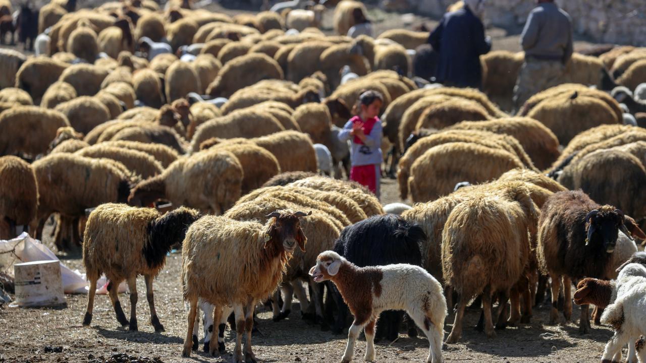  Her yıl 100 kuzu yetiştiricilere veriliyor