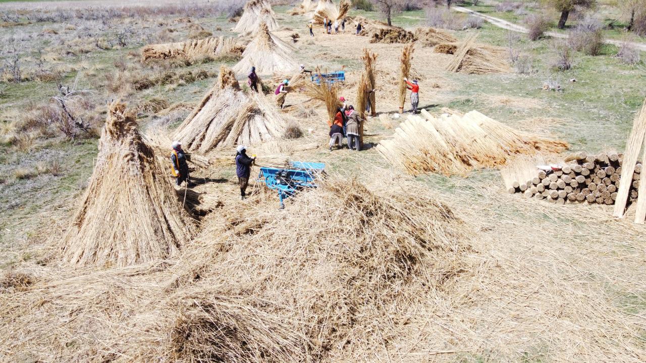 "Kıymetli olan ince kamışlar ihraç ediliyor"