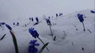 Amasya'da mayıs ayında kar sürprizi: Kartpostallık görüntüler oluştu